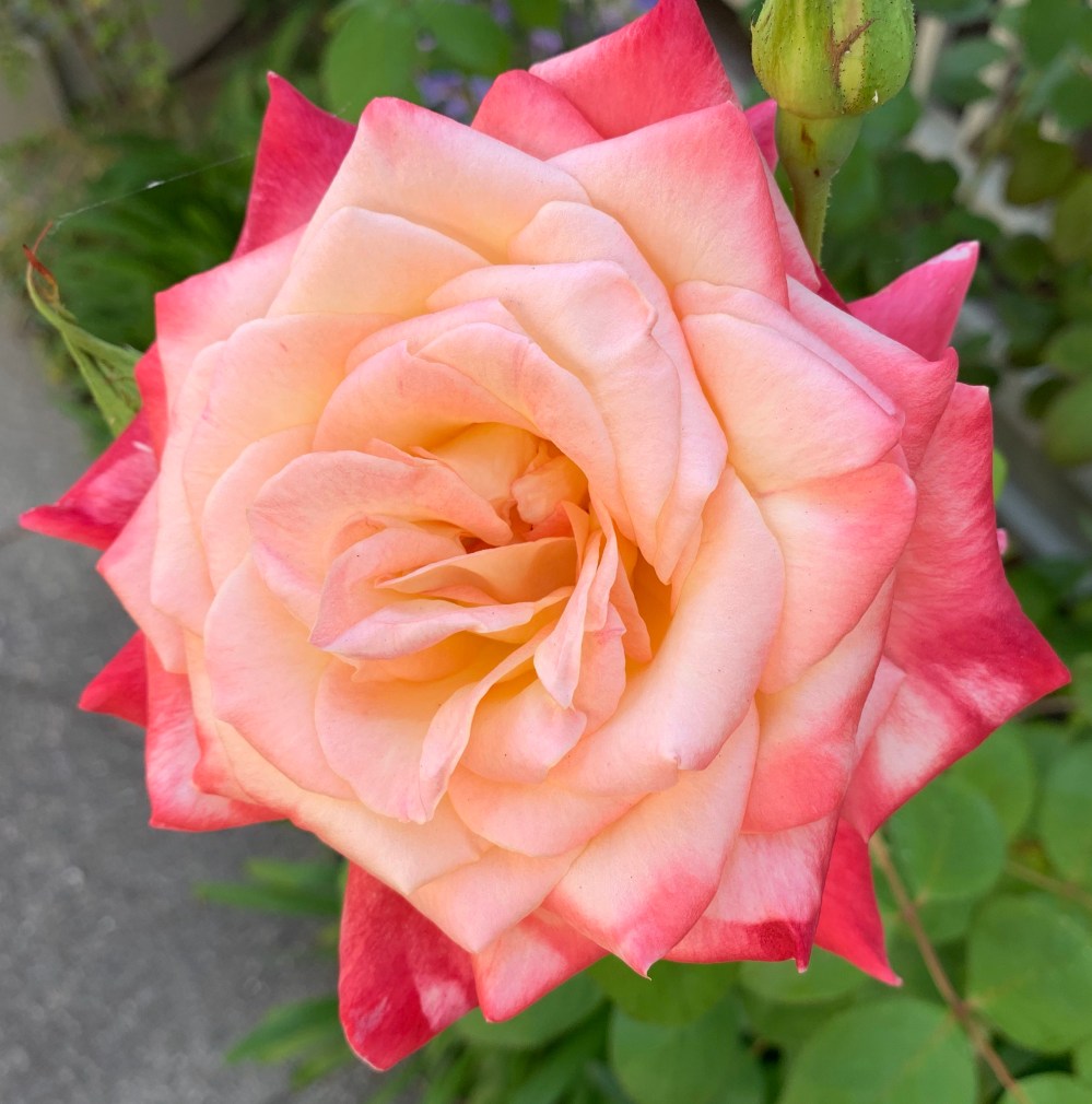 4aGEeMS2QZS6XiaQKCWkhQ