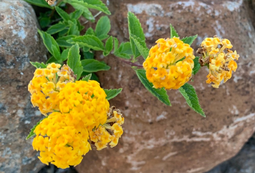 Trying the new phone camera