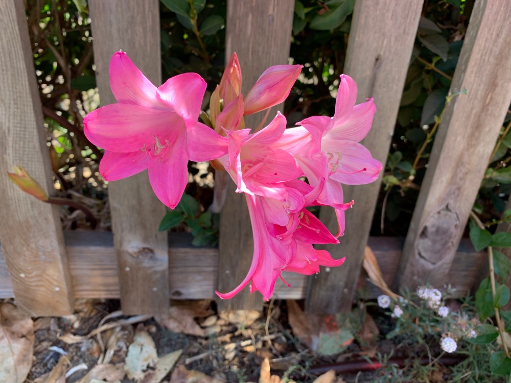 szcACQJ+Sw+vTvxUhlHO4A